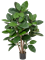 Ficus Elastica Bush (FR) - Foto 77159