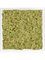 Moosbild MDF RAL 9010 Satin Gloss 100% Reindeer Moss (Old Green) - Foto 77181