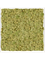 Moosbild MDF RAL 9010 Satin Gloss 100% Reindeer Moss (Old Green) - Foto 77185