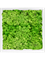 Moosbild MDF RAL 9010 Satin Gloss 100% Reindeer Moss (Light Grass Green) - Foto 77197