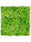 Moosbild MDF RAL 9010 Satin Gloss 100% Reindeer Moss (Light Grass Green) - Foto 77199