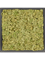Moosbild MDF RAL 9005 Satin Gloss 100% Reindeer moss (Old Green) - Foto 77213