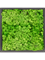Moosbild MDF RAL 9005 Satin Gloss 100% Reindeer moss (Light Grass Green) - Foto 77229
