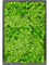 Moosbild MDF RAL 9005 Satin Gloss 100% Reindeer moss (Light Grass Green) 60-40-6 - Foto 77230