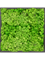 Moosbild MDF RAL 9005 Satin Gloss 100% Reindeer moss (Light Grass Green) - Foto 77231