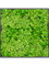 Moosbild MDF RAL 9005 Satin Gloss 100% Reindeer moss (Light Grass Green) - Foto 77233