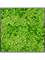 Moosbild MDF RAL 9005 Satin Gloss 100% Reindeer moss (Light Grass Green) - Foto 77235