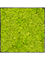 Moosbild Nova Frame Anthracite-concrete Reindeer moss (Spring green) - Foto 77513