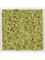 Moosbild Aluminum 100% Reindeer moss (Old Green) 40-40-6 - Foto 77751