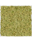 Moosbild Aluminum 100% Reindeer moss (Old Green) - Foto 77755