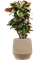 Croton (Codiaeum) variegatum 'Petra' in Humus - Foto 78376