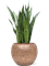 Sansevieria zeylanica in Baq Opus Hammered - Foto 78404