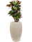 Croton (Codiaeum) variegatum 'Petra' in Baq Raindrop - Foto 78409