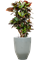 Croton (Codiaeum) variegatum 'Petra' in One and Only - Foto 78411