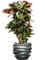 Croton (Codiaeum) variegatum 'Petra' in Baq Gradient Lee - Foto 78436