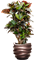 Croton (Codiaeum) variegatum 'Petra' in Baq Gradient Lee - Foto 78437