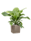 Anthurium elipticum 'Jungle Bush' in Lechuza Cube Premium - Foto 78456