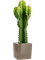 Euphorbia ingens in Lechuza Cube Premium - Foto 78460