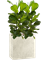 Ficus lyrata in Grigio - Foto 78463