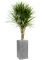 Dracaena marginata in Fiberstone - Foto 78473