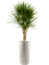 Dracaena marginata in Grigio - Foto 78484