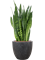 Sansevieria zeylanica in Baq Raindrop - Foto 78513