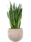 Sansevieria zeylanica in Terra Cotta Omar - Foto 78516