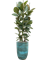 Ficus elastica 'Robusta' in Pure - Foto 78539