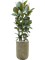 Ficus elastica 'Robusta' in Baq Vertical Rib - Foto 78554