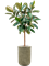 Ficus elastica 'Robusta' in Baq Vertical Rib - Foto 78556