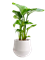 Strelitzia nicolai in Fusion - Foto 78561