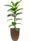 Ficus elastica 'Robusta' in Capi Nature Groove NL - Foto 78594