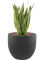 Sansevieria trifasciata 'Laurentii' in Stretto - Foto 78669