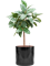 Ficus elastica 'Robusta' in Cylinder - Foto 78824