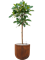 Ficus cyathistipula in Static (GRC) - Foto 78901