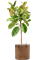 Ficus elastica 'Shivereana Moonshine' in Cylinder - Foto 78976