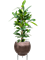 Ficus cyathistipula in Baq Metallic Silver leaf - Foto 79029