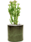 Euphorbia lactea 'Compacta' in Cylinder - Foto 79050