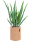 Aloe vera barbadensis in Lechuza Trendcover 23 Cork - Foto 79084
