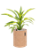 Dracaena 'Lemon Lime' in Lechuza Trendcover 23 Cork - Foto 79101