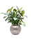Ficus elastica 'Robusta' (70-100cm) in Baq Opus Hammered - Foto 79132
