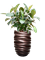 Ficus elastica 'Robusta' (70-100cm) in Baq Gradient Lee - Foto 79142