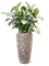 Ficus elastica 'Robusta' (70-100cm) in Baq Lava - Foto 79145