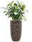 Ficus elastica 'Robusta' in Baq Luxe Lite Universe Layer - Foto 79147