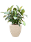 Ficus elastica 'Robusta' in Baq Polystone Rockwell - Foto 79151