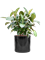 Ficus elastica 'Robusta' (70-100cm) in Cylinder - Foto 79154