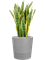 Sansevieria trifasciata 'Laurentii' in Greensense Aqua Care - Foto 79157