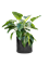 Philodendron 'Green Beauty' in Cylinder - Foto 79357