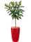 Ficus elastica 'Robusta' in Baq Vogue Amfi - Foto 79506