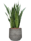 Sansevieria zeylanica in Cement & Stone, 33410 - Foto 79540